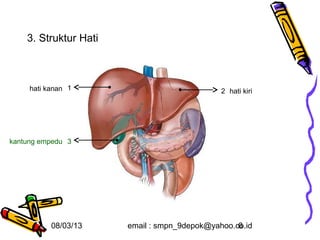 3. Struktur Hati



     hati kanan 1                             2 hati kiri




kantung empedu 3




           08/03/13    email : smpn_9depok@yahoo.co.id
                                                  6
 