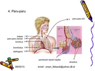 4. Paru-paru

                                              3   paru-paru kiri




          trakea 1
paru-paru kanan 2
        bronkus 4

     bronkiolus 5
     diafragma 6

                                      7
                                                   8
                     pembuluh darah kapiler
                                               alveolus

       08/03/13      email : smpn_9depok@yahoo.co.id
                                                7
 
