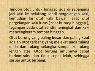 Tendon otot untuk hinggap ada di sepanjang
jari kaki ke belakang sendi pergelangan kaki,
kemudian ke otot kaki bawah. Saat otot
pergelangan kaki lurus ( saat burung hinggap ),
tegangan pada otot sendi meningkat dan kaki
mencengkeram tempat hinggap.
Otot burung yang paling besar dan paling kuat
adalah otot terbang yang melekat pada tulang
dada dan tulang selangka sampai ke tulang
lengan atas. Otot burung umumnya cepat
berkontraksi dan tidak cepat lelah, sehingga
sasuai untuk terbang.
 