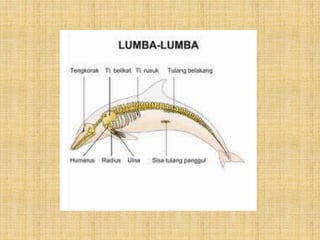 Sistem gerak-pada-hewan