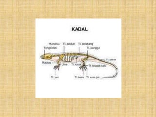 Sistem gerak-pada-hewan