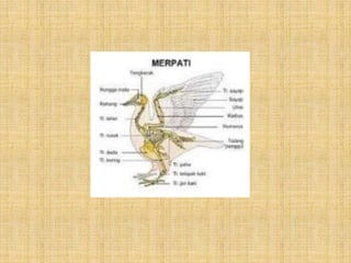 Sistem gerak-pada-hewan