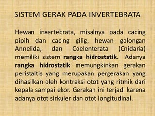 SISTEM GERAK PADA INVERTEBRATA
Hewan invertebrata, misalnya pada cacing
pipih dan cacing gilig, hewan golongan
Annelida, dan Coelenterata (Cnidaria)
memiliki sistem rangka hidrostatik. Adanya
rangka hidrostatik memungkinkan gerakan
peristaltis yang merupakan pergerakan yang
dihasilkan oleh kontraksi otot yang ritmik dari
kepala sampai ekor. Gerakan ini terjadi karena
adanya otot sirkuler dan otot longitudinal.
 