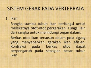 SISTEM GERAK PADA VERTEBRATA
1. Ikan
Rangka sumbu tubuh ikan berfungsi untuk
melekatnya otot-otot pergerakan. Fungsi lain
dari rangka untuk melindungi organ dalam.
Berkas otot ikan tersusun dalam pola zigzag
yang menyebabkan gerakan ikan efisien.
Kontraksi pada berkas otot dapat
berpengaruh pada sebagian besar tubuh
ikan.
 