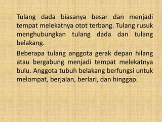 Tulang dada biasanya besar dan menjadi
tempat melekatnya otot terbang. Tulang rusuk
menghubungkan tulang dada dan tulang
belakang.
Beberapa tulang anggota gerak depan hilang
atau bergabung menjadi tempat melekatnya
bulu. Anggota tubuh belakang berfungsi untuk
melompat, berjalan, berlari, dan hinggap.
 
