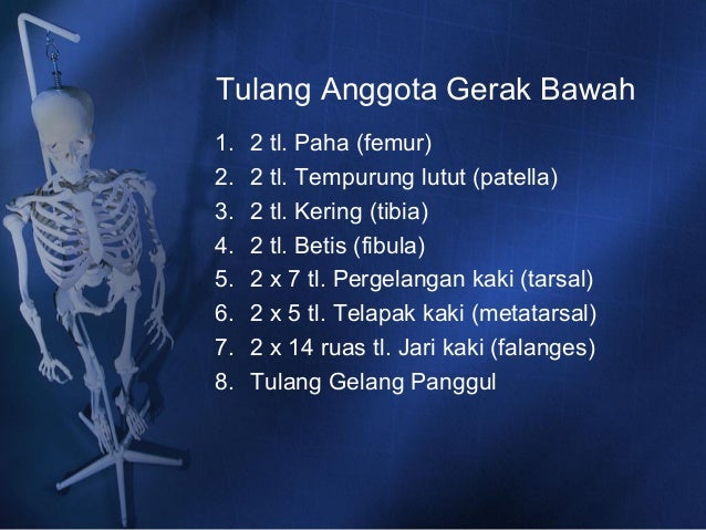 Sistem Gerak Pada Manusia Sistem Gerak Pada Manusia