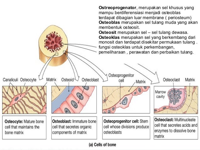 Sistem gerakpadamanusia