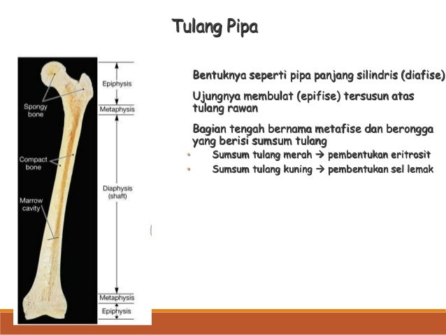 Bagian Tengah Tulang Pipa Berisi Rasanya