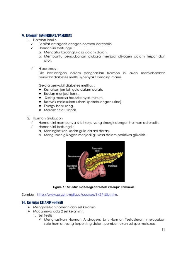 Adrenalin Adalah Hormon Yang Berfungsi Untuk Studi Indonesia