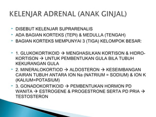  DISEBUT KELENJAR SUPRARENALIS
 ADA BAGIAN KORTEKS (TEPI) & MEDULLA (TENGAH)
 BAGIAN KORTEKS MEMPUNYAI 3 (TIGA) KELOMPOK BESAR:
 1. GLUKOKORTIKOID  MENGHASILKAN KORTISON & HIDRO-
KORTISON  UNTUK PEMBENTUKAN GULA BILA TUBUH
KEKURANGAN GULA
 2. MINERALOKORTIOD  ALDOSTERON  KESEIMBANGAN
CAIRAN TUBUH ANTARA ION Na (NATRIUM = SODIUM) & ION K
(KALIUM=POTASIUM)
 3. GONADOKORTIKOID  PEMBENTUKAN HORMON PD
WANITA  ESTROGENE & PROGESTRONE SERTA PD PRIA 
TESTOSTERON
 