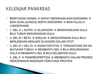  BERFUNGSI GANDA  DAPAT MENGHASILKAN EKSOKRIN 
BGN ACINI (ACINUS) SERTA ENDOKRIN  BGN PULAU-2
LANGERHANS
 1. SEL A = ALPHA  GLUKAGON  MENGHASILKAN GULA
BILA TUBUH KEKURANGAN GULA
 2. SEL B = BETA  INSULIN  MENGURAIKAN GULA BILA
BERLEBIHAN MENJADI GLIKOGEN DALAM OTOT
 3. SEL D = DELTA  SOMATOSTATIN  TERGANTUNG DR KE-
BUTUHAN TUBUH  MEMBANTU SEL A BILA KEKURANGAN
GULA & MEMBANTU SEL B BILA KELEBIHAN GULA
 4. SEL F  PANKREOPEPTIDA  MEMBANTU DALAM PROSES
PENCERNAAN MAKANAN TERUTAMA PROTEIN
 