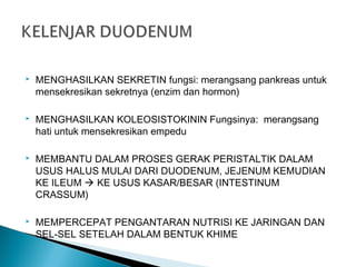  MENGHASILKAN SEKRETIN fungsi: merangsang pankreas untuk
mensekresikan sekretnya (enzim dan hormon)
 MENGHASILKAN KOLEOSISTOKININ Fungsinya: merangsang
hati untuk mensekresikan empedu
 MEMBANTU DALAM PROSES GERAK PERISTALTIK DALAM
USUS HALUS MULAI DARI DUODENUM, JEJENUM KEMUDIAN
KE ILEUM  KE USUS KASAR/BESAR (INTESTINUM
CRASSUM)
 MEMPERCEPAT PENGANTARAN NUTRISI KE JARINGAN DAN
SEL-SEL SETELAH DALAM BENTUK KHIME
 