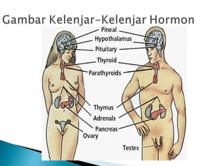 Sistem hormon-pada-manusia
