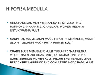  MENGHASILKAN MSH = MELANOCYTE STIMULATING
HORMONE  AKAN MENGHASILKAN PIGMEN MELANIN
UNTUK WARNA KULIT
 MAKIN BANYAK MELANIN MAKIN HITAM PIGMEN KULIT, MAKIN
SEDIKIT MELANIN MAKIN PUTIH PIGMEN KULIT
 ORANG BULE MENJEMUR KULIT TUBUH PD SAAT ULTRA
VIOLET MATAHARI TIDAK BAIK (DIATAS JAM 9 PG S/D 15
SORE, SEHINGG PIGMEN KULIT PECAH SHG MENIMBULKAN
BERCAK PECAH BER-WARNA COKLAT SPT NODA PADA KULIT
 