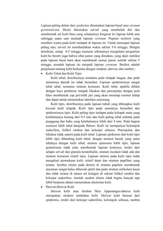Lapisan paling dalam dari epidermis dinamakan lapisan basal atau stratum
germinativum. Disini ditemukan sel-sel yang membelah diri dan
membentuk sel kulit baru yang selanjutnya bergeser ke lapisan lebih atas
sehingga suatu saat menjadi lapisan cornium. Pigmen melanin yang
memberi wama pada kulit terdapat di lapisan ini. Untuk mencapai lapisan
paling atas, sel-sel ini membutuhkan waktu sekitar 5-6 minggu. Dengan
demikian, setiap 4-5 minggu manusia sebenamya mengalami pergantian
kulit.ltu berarti juga bahwa obat jamur yang dimakan, yang akan melekat
pada lapisan basal barn akan membunuh semua jamur setelah sekitar 5
minggu, sesudah lapisan itu menjadi lapisan corneum. Berikut adalah
penjelasan tentang kulit berkaitan dengan struktur, derivat, dan rambut :
    Kulit Tebal dan Kulit Tipis
         Kulit tebal, distribusinya terutama pada telapak tangan, dan pada
    umumnya daerah ini tidak berambut. Lapisan epidermisnya sangat
    tebal tebal, terutama stratum korneum. Kulit tebal, apabila dilihat
    dengan kaca pembesar tampak lekukan dan penonjolan dengan pola
    khas membentuk cap jari/sidik jari yang akan menetap seumur hidup
    dan dapat untuk menentukan identitas seseorang.
         Kulit tipis, distribusinya pada lapisan tubuh yang dibungkus kulit
    kecuali kulit telapak. Kulit tipis pada umumnya berambut dan
    epidermisnya tipis. Kulit paling tipis terdapat pada kelopak mata yang
    ketebalannya kurang dari 0.5 mm dan kulit paling tebal terletak pada
    punggung dan bahu yang ketebalannya lebih dari 5 mm. Pada bagian
    extensor lebih tebal daripada fleksor. Kulit ini mempunyai kelompok
    sudorifera, folikel rambut dan kelenjar sebasea. Penonjolan dan
    lekukan tidak seperti pada kulit tebal. Lapisan epidermis dari kulit tipis
    lebih tipis dibanding kulit tebal, dengan stratum basale yang sama
    tebalnya dengan kulit tebal, stratum spinosum lebih tipis, lapisan
    granulosum tidak jelas membentuk lapisan kontinyu, terdiri dari
    selapis sel-sel dan granula keratohialin, stratum lusidum tidak ada dan
    stratum korneum relatif tipis. Lapisan dermis pada kulit tipis tidak
    mengikuti permukaan kulit, relatif datar dan stratum papillare yang
    teratur. Serabut elastis pada dermis di stratum papilare membentuk
    anyaman sangat halus dibawah epitel dan pada stratum retikulare kasar
    dan tidak teratur di antara sel kolagen di sekitar folikel rambut dan
    kelenjar sudorifera. Jumlah serabut elastis tidak begitu banyak tapi
    lebih berperan dalam menentukan elastisitas kulit.
    Derivat-Derivat Kulit
         Derivat kulit atau disebut Skin Appendages/adnexa kulit
    merupakan struktur tambahan kulit. Derivat kulit berasal dari
    epidermis, terdiri dari kelenjar sudorifera, kelompok sebasea, rambut
 
