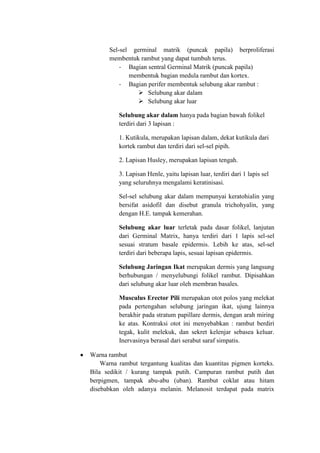 Sel-sel germinal matrik (puncak papila) berproliferasi
      membentuk rambut yang dapat tumbuh terus.
          - Bagian sentral Germinal Matrik (puncak papila)
             membentuk bagian medula rambut dan kortex.
          - Bagian perifer membentuk selubung akar rambut :
                 Selubung akar dalam
                 Selubung akar luar

          Selubung akar dalam hanya pada bagian bawah folikel
          terdiri dari 3 lapisan :

          1. Kutikula, merupakan lapisan dalam, dekat kutikula dari
          kortek rambut dan terdiri dari sel-sel pipih.

          2. Lapisan Husley, merupakan lapisan tengah.

          3. Lapisan Henle, yaitu lapisan luar, terdiri dari 1 lapis sel
          yang seluruhnya mengalami keratinisasi.

          Sel-sel selubung akar dalam mempunyai keratohialin yang
          bersifat asidofil dan disebut granula trichohyalin, yang
          dengan H.E. tampak kemerahan.

          Selubung akar luar terletak pada dasar folikel, lanjutan
          dari Germinal Matrix, hanya terdiri dari 1 lapis sel-sel
          sesuai stratum basale epidermis. Lebih ke atas, sel-sel
          terdiri dari beberapa lapis, sesuai lapisan epidermis.

          Selubung Jaringan Ikat merupakan dermis yang langsung
          berhubungan / menyelubungi folikel rambut. Dipisahkan
          dari selubung akar luar oleh membran basales.

          Musculus Erector Pili merupakan otot polos yang melekat
          pada pertengahan selubung jaringan ikat, ujung lainnya
          berakhir pada stratum papillare dermis, dengan arah miring
          ke atas. Kontraksi otot ini menyebabkan : rambut berdiri
          tegak, kulit melekuk, dan sekret kelenjar sebasea keluar.
          Inervasinya berasal dari serabut saraf simpatis.

Warna rambut
    Warna rambut tergantung kualitas dan kuantitas pigmen korteks.
Bila sedikit / kurang tampak putih. Campuran rambut putih dan
berpigmen, tampak abu-abu (uban). Rambut coklat atau hitam
disebabkan oleh adanya melanin. Melanosit terdapat pada matrix
 