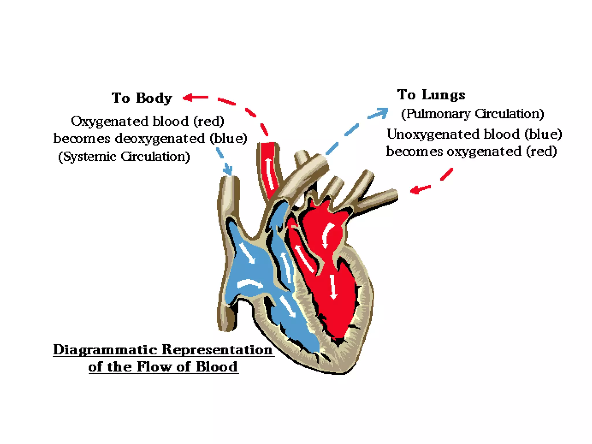 Sistem Kardiovaskular 1