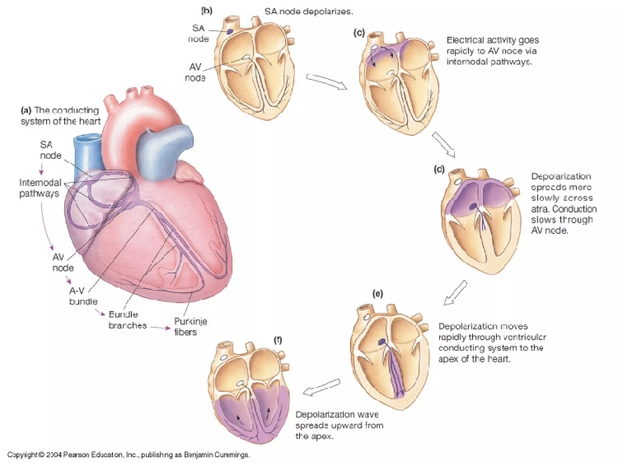 Sistem Kardiovaskular 1