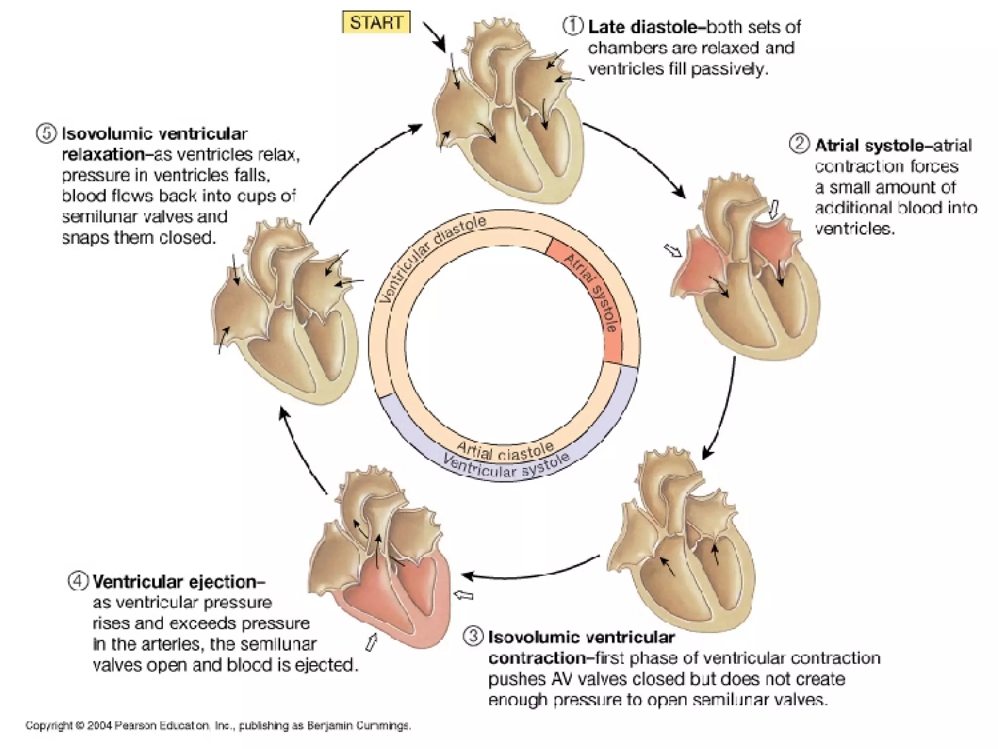 Sistem Kardiovaskular 1