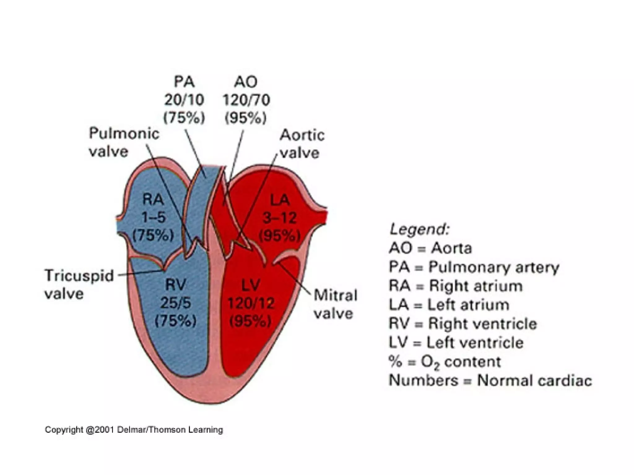 Sistem Kardiovaskular 1