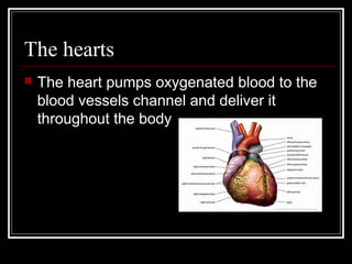 The hearts
   The heart pumps oxygenated blood to the
    blood vessels channel and deliver it
    throughout the body
 