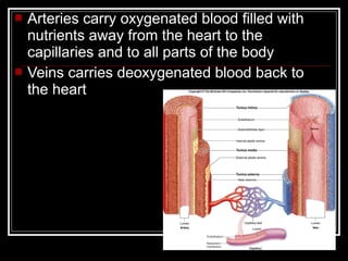    Arteries carry oxygenated blood filled with
    nutrients away from the heart to the
    capillaries and to all parts of the body
   Veins carries deoxygenated blood back to
    the heart
 