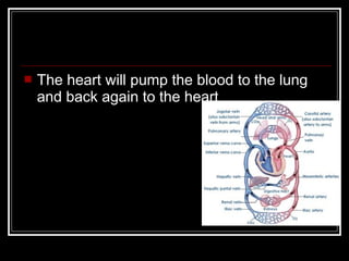    The heart will pump the blood to the lung
    and back again to the heart
 