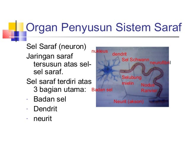 Sistem Koordinasi Dan Indra Pada Manusia