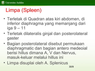 30/9
Limpa (Spleen)
• Terletak di Quadran atas kiri abdomen, di
inferior diaphragma yang memanjang dari
iga 9 – 11
• Terletak dilateralis ginjal dan posterolateral
gaster
• Bagian posterolateral disebut permukaan
diaphragmatic dan bagian antero medeoial
berisi hillus dimana A, V dan Nervus,
masuk-keluar melalui hillus ini
• Limpa disuplai oleh A. Splenicus
 