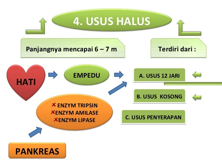 Sistem Pencernaan 1 Untuk Kelas 5 Sd