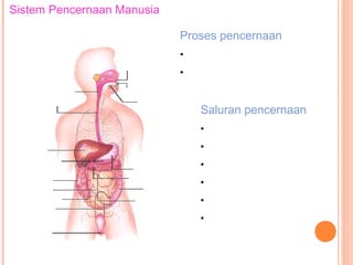 Sistem Pencernaan Manusia
Proses pencernaan
• Pencernaan mekanik

Gigi

Faring
Esofagus

• Pencernaan enzimatis (kimia)

Lidah
Kelenjar
ludah

Saluran pencernaan
• Mulut
• Kerongkongan

Hati
Pankreas
Kolon
Ileum
Apendiks
Rektum
Anus

Lambung
Duodenum
Kolon
Jejunum

• Lambung
• Usus halus
• Usus besar
• Anus

 