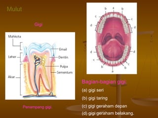 Mulut
Gigi

Bagian-bagian gigi:
(a) gigi seri
(b) gigi taring
Penampang gigi.

(c) gigi geraham depan
(d) gigi geraham belakang.

 