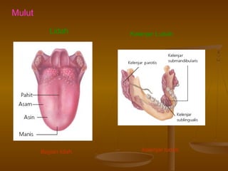 Mulut
Lidah

Bagian lidah.

Kelenjar Ludah

Kelenjar ludah.

 