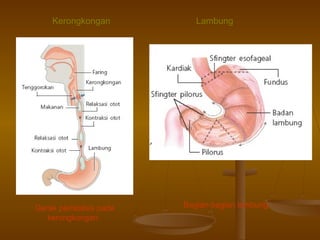 Kerongkongan

Gerak peristalsis pada
kerongkongan.

Lambung

Bagian-bagian lambung.

 