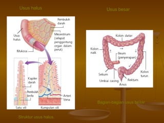Usus halus

Usus besar

Bagian-bagian usus besar.
Struktur usus halus.

 