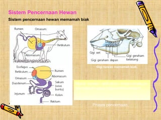 Sistem Pencernaan Hewan
Sistem pencernaan hewan memamah biak

Gigi hewan memamah biak.

Mulut- rumen- retikulum- mulut-omasumabomasum-usus halus-kolon-rektum

Proses pencernaan

 