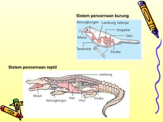 Sistem pencernaan burung

Sistem pencernaan reptil

 