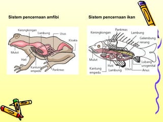 Sistem pencernaan amfibi

Sistem pencernaan ikan

 