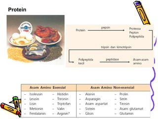 Protein

Makanan sumber protein hewani dan
protein nabati.

Skema proses pencernaan protein.

 