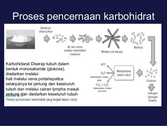 Sistem Pencernaan Makanan Sistem Pencernaan Makanan