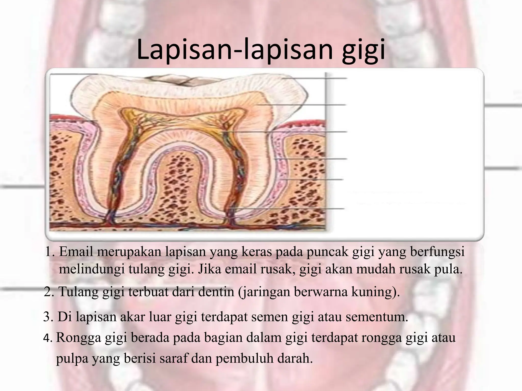 sistem pencernaan manusia, organ pencernaan manusia | PPTX