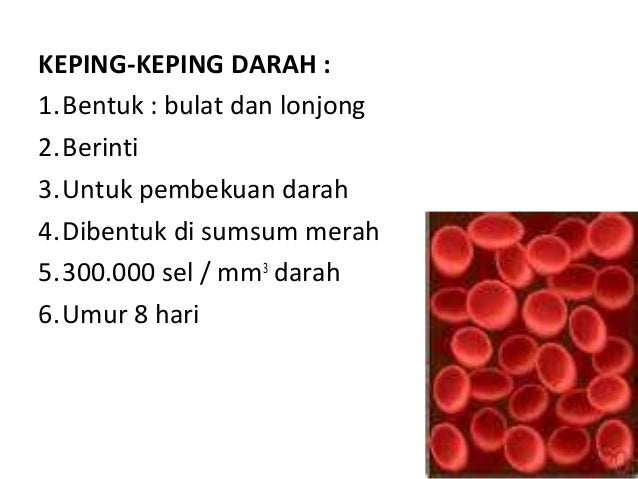 Sistem peredaran-darah1