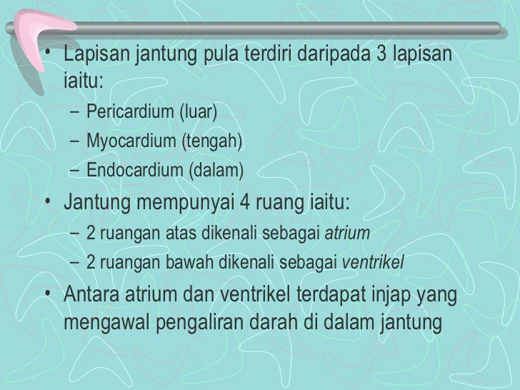 Sistem Peredaran Darah