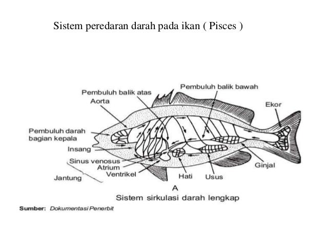 Sistem Peredaran Darah Ikan : Perbandingan Jantung Ikan, Amfibi, Reptil