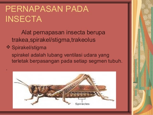 Sistem Pernapasan Pada Insecta Sistem Pernapasan Pada Insecta