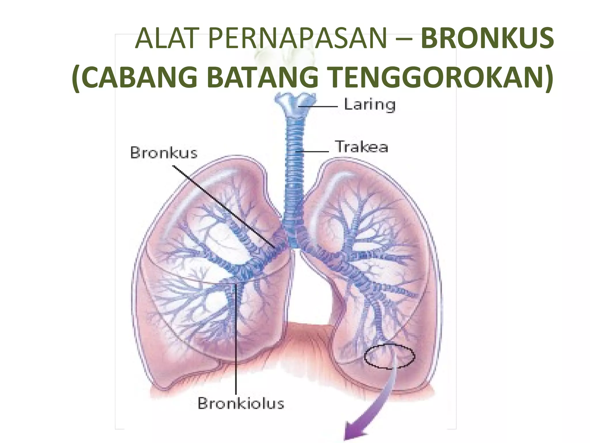 ALAT PERNAPASAN – BRONKUS
(CABANG BATANG TENGGOROKAN)
 
