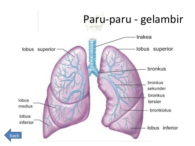Hasil gambar untuk organ pernapasan manusia paruparu