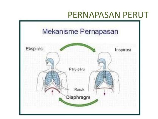 Sistem pernapasan-manusia (1)