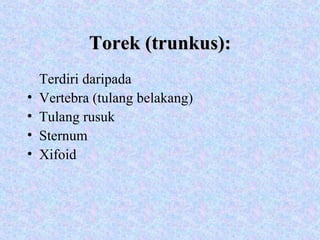 Torek (trunkus): Terdiri daripada Vertebra (tulang belakang) Tulang rusuk Sternum Xifoid 