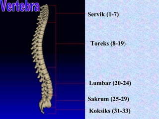 Servik (1-7) Toreks (8-19 ) Lumbar (20-24) Sakrum (25-29) Koksiks (31-33) Vertebra 